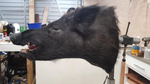 Wild Boar, Taxidermy, taxidermist